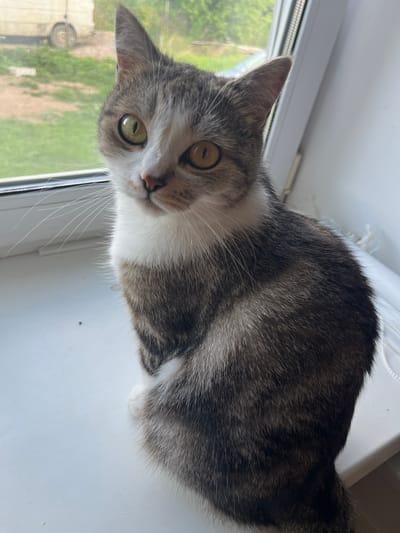A domestic cat with tabby markings and white fur is sitting on a windowsill. The cat is facing the camera with its head slightly tilted. Its eyes are a striking yellow-green. Through the window behind the cat, a green, grassy area is visible, with what appears to be a vehicle and some foliage. The windowsill is white. The overall setting suggests an indoor environment with a view of the outdoors, possibly in a residential area in Тулаўскі сельскі Савет, Belarus.