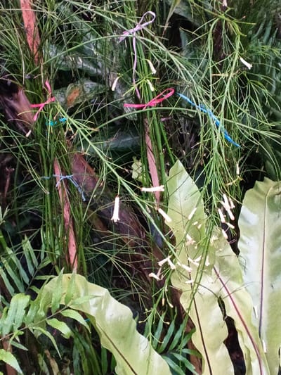 The scene, located in Pea Reang District, Cambodia, depicts a dense arrangement of tropical vegetation. Dominant features include numerous slender, green stems bearing multiple small, pale yellow or off-white tubular flowers. These flowers are elongated and appear to be either buds or newly opened blooms. Interspersed among these flowering stems are broader, light green leaves with undulating edges and pronounced central veins, consistent with fern species. Several small, brightly colored ribbons are tied onto various stems: multiple pink ribbons, some tied as bows, and at least two light blue ribbons tied as simple knots. A darker, reddish-brown plant stalk or tree branch is partially visible in the dense background, obscured by the foreground foliage. No human figures or man-made structures are visible beyond the ribbons. The overall environment is lush, green, and appears to be an outdoor, natural setting.