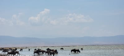 The image depicts a wide natural landscape featuring a large body of water under a pale blue sky with scattered white cumulus clouds. In the foreground and mid-ground, numerous dark-colored wildebeest are wading and drinking from the shallow water, which exhibits a slightly muddy or dark bottom in some areas. A significant number of smaller, white birds, consistent with flamingos, are also distributed across the water's surface, particularly towards the right side of the frame. The background is dominated by a long, hazy range of blue-grey mountains stretching across the horizon. No human subjects or man-made objects are visible. This scene is located in Mti Mmoja, Tanzania.
