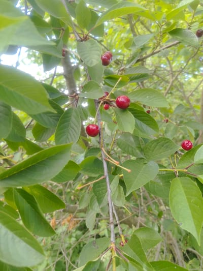 A close-up, vertical shot captures a branch of a cherry tree laden with ripening cherries. The cherries are a deep red, some appearing almost translucent, suspended from thin stems. They are clustered among vibrant green leaves, which show intricate veining. The background is a soft blur of more foliage and branches, suggesting a natural, outdoor setting. The lighting is bright, with sunlight filtering through the leaves, creating a dappled effect. The image appears to be taken in Kashino, Russia, where cherry trees are common.