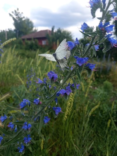 In Dragoman, Bulgaria, this image captures a close-up view of a stem adorned with vibrant blue flowers. Two white butterflies are prominently featured on the stem, one positioned on a cluster of flowers and another in mid-flight to the left. The background is a blur of greenery, with hints of a red-roofed building and trees suggesting a rural or semi-rural setting. The sky above is overcast with scattered clouds.
