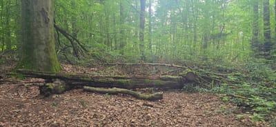 The image depicts a forest scene in Seevetal, Germany. In the foreground, a large, moss-covered fallen tree lies horizontally across the path, with a smaller log positioned in front of it. The forest floor is covered in fallen leaves and debris. To the left, a massive tree trunk, also covered in moss, stands tall. The background is filled with dense green foliage of trees and undergrowth, suggesting a lush, natural environment. The lighting indicates an overcast day, with soft, diffused light filtering through the canopy. No people are present in the image, and no actions or interactions are observable.