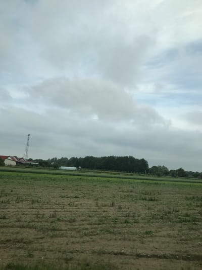 This image, captured in Vicovu de Sus, Romania, depicts a rural agricultural landscape under a predominantly overcast sky. The upper two-thirds of the frame are filled with a uniform layer of grey clouds, exhibiting some lighter patches. The foreground features an expansive, cultivated field of brown earth with visible rows of young green sprouts or seedlings. Directly behind this, a vibrant green strip of vegetation separates the foreground field from a long, light-colored polytunnel or greenhouse structure positioned centrally in the mid-ground. Further back, a dense line of dark green trees forms a woodland edge, extending across the mid-ground from left to right. To the far left, beyond the trees, a cluster of buildings with distinct red roofs and light-colored walls is visible, adjacent to a tall, grey metal lattice telecommunication tower. No people, specific actions, or discernible interactions are present. The scene conveys a quiet, agricultural environment.
