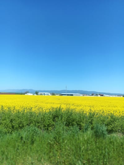 The image depicts a rural landscape near Zimnitsa, Bulgaria, characterized by a vibrant yellow field of flowering rapeseed or canola stretching to the horizon. A band of green vegetation, potentially shrubs or a different type of crop, separates the yellow field from the foreground, which is dominated by tall green grass and foliage. The background includes low, distant mountains and several buildings, possibly farm structures or residential houses. A radio tower is visible amidst the buildings. The sky is a clear, bright blue. There are no people visible in the image. The scene suggests a sunny, rural environment typical of agricultural regions.
