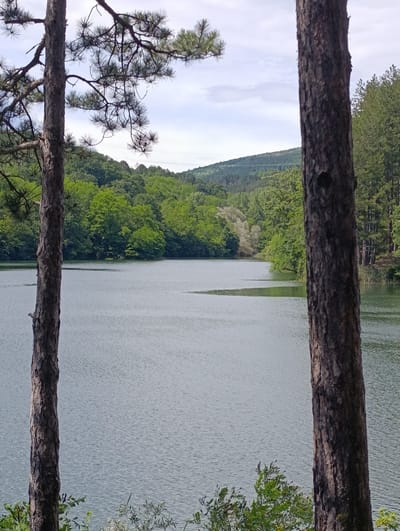The image shows a serene lake surrounded by lush green trees, with two prominent tree trunks framing the foreground. The lake's surface is slightly rippled, reflecting the overcast sky. In the background, rolling hills covered in dense forest stretch towards the horizon. The scene evokes a sense of tranquility and natural beauty. This location is the dam "Belmehen" near the village of Nevestino, Kyustendil Province, Bulgaria.