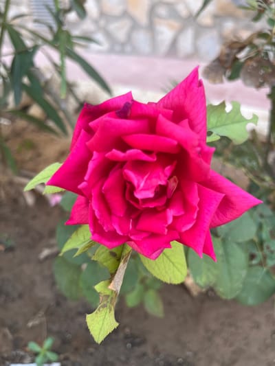 A close-up, overhead shot captures a vibrant pink rose in full bloom, its petals unfurling in intricate layers. The rose is the central subject, dominating the frame with its rich color and detailed texture. Surrounding the rose are its green leaves, some appearing healthy while others show signs of wear, with browned edges and small holes, suggesting natural elements at play.

The background is softly blurred, offering glimpses of the setting. To the left, a pale, textured wall, possibly stone or concrete, is visible, hinting at a garden or outdoor space. The ground beneath the rose appears to be soil, with a few small plants growing sparsely. The overall lighting suggests it is daytime, with natural light illuminating the rose and its surroundings. There is no discernible activity or event taking place; the image focuses solely on the stillness and beauty of the flower. No text is visible in the media file. The context provided places the scene in Cabo Cervera-Playa La Mata, Spain, suggesting a Mediterranean climate suitable for such flora.