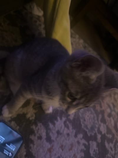 The scene is an indoor domestic environment located in Medford, United States. A gray tabby domestic shorthair cat, exhibiting white markings on its paws and muzzle, is positioned on a patterned rug or carpet. The cat's body is oriented diagonally across the frame, with its head lowered and gaze directed downwards and to the viewer's left. The rug features abstract or floral patterns in dark gray, purple, and beige tones. In the lower-left quadrant of the image, a smartphone with an illuminated screen displaying text or messages is partially visible. The background contains blurry elements, including a yellowish-green fabric item in the upper right. The overall lighting is dim. No human figures are present.