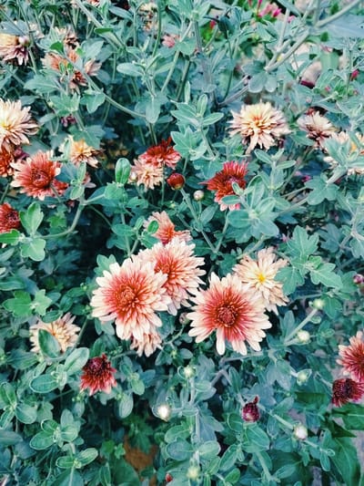 The image shows a close-up, overhead view of a cluster of chrysanthemums in bloom. The flowers exhibit a range of colors, from pale yellow and peach to deep red and rust. They are surrounded by lush, green foliage, with some stems and buds also visible. The lighting suggests an outdoor setting, possibly a garden or park. The image does not depict any people, actions, or interactions. The scene is purely botanical, focusing on the natural beauty of the flowers and their surroundings. Without further information or context, it is not possible to determine the specific location of this image within the city of Қарабұлақ, Kazakhstan.