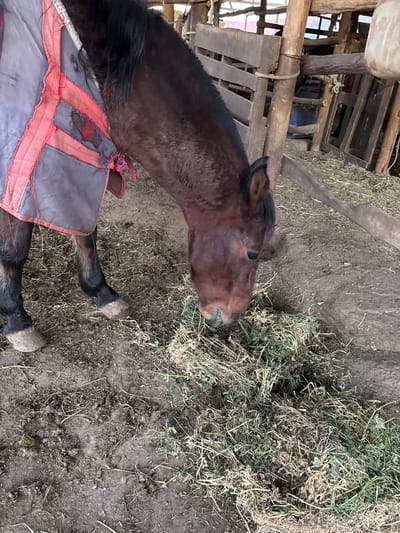 A dark bay horse wearing a gray and red blanket is eating hay in a barn. The floor of the barn is dirt mixed with hay. The barn has wooden walls and a ceiling. The image does not provide enough information to determine the precise location in Isla de Maipo, Chile.
