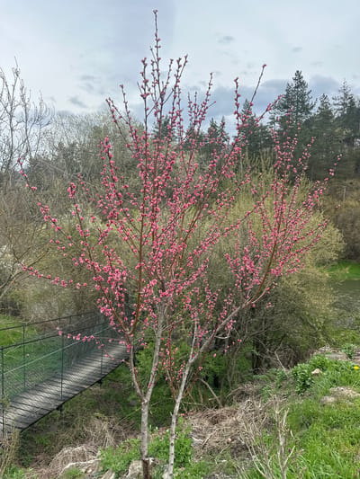 A medium shot depicts a tree with pink blossoms in full bloom, situated near a wooden bridge with metal railings. The bridge appears to span a small ravine or depression in the landscape, with greenery and foliage visible on both sides. Behind the tree, there is a backdrop of mixed forest with varying shades of green. The sky is overcast. The scene appears to be a public park or garden area. No people are visible in the frame. The city of Tompsan, Bulgaria, is not immediately identifiable from visual cues.