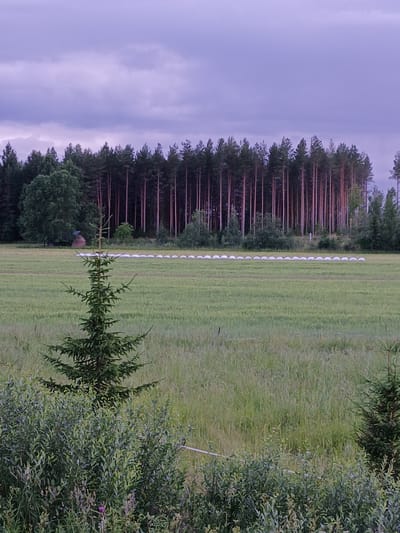 The image depicts a rural outdoor scene in Hankasalmi, Finland. In the foreground, lush green foliage from bushes and a small evergreen tree fills the right and lower portions of the frame. Behind this, a vast, neatly mown green field stretches out. A line of white, cylindrical objects, likely hay bales wrapped in plastic, are arranged in a uniform row across the field.
Beyond the field, a dense line of tall, slender pine trees forms a dark wall. Their reddish-brown trunks are visible through the dark green needles. The trees create a stark contrast with the open field. To the far left, a wide expanse of sky dominates, displaying a soft, dusky purple and grey hue, suggesting either early morning or late evening. The clouds are diffused and atmospheric.
The overall impression is one of tranquility and natural beauty. The scene appears to be set during a calm day, possibly overcast, given the sky's appearance. There are no people or animals visible, and no text is present. The landscape suggests a cultivated area, likely agricultural, bordering a forest. The neat arrangement of the hay bales implies recent activity related to farming or harvesting. The soft lighting and the vastness of the field contribute to a serene and peaceful mood.