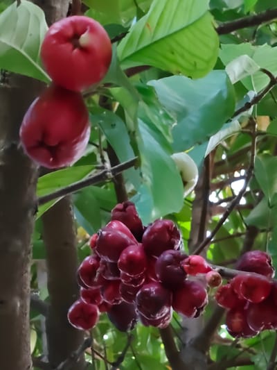 The image displays water apple (Syzygium samarangense) fruits growing on a tree, located in Blangcot Tunong, Indonesia. In the upper left quadrant, two distinct, bright red, bell-shaped fruits are suspended individually, with the uppermost fruit showing a light-colored calyx remnant. Towards the center and extending to the right, dense clusters of multiple, darker red to purplish-red, bell-shaped fruits are observed. These fruits are affixed to dark brown tree branches and surrounded by various green leaves. The scene depicts a natural outdoor environment under ambient daylight. No individuals or man-made objects are present.