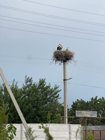Two storks are nesting in a large, messy nest built on a utility pole. The nest is made of twigs and branches. One stork is mostly visible, standing upright and looking to the left. The other stork is partially obscured, nestled lower in the nest, with its head down. The scene is set against a pale blue sky with thin, dark power lines crisscrossing the frame. To the right of the utility pole, a building with a textured white facade is visible, along with dense green foliage from trees. A dark rectangular sign hangs from the pole, bearing the text "DJD FISH" in a stylized golden font, accompanied by a golden silhouette of a fish. The image appears to have been taken during the daytime, under clear skies. The overall impression is one of nature's resilience, with wildlife adapting to human infrastructure in a semi-urban or rural setting. The location is identified as Nalazar, Uzbekistan.