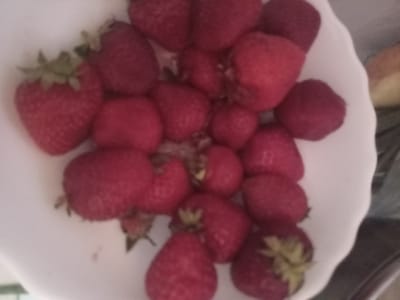 The image shows a white bowl filled with ripe strawberries. The strawberries are a vibrant red color and appear to be fresh. The bowl is white and has a slightly textured surface. The background is blurred and out of focus, but it appears to be a domestic setting. There are no people or animals visible in the image. The image does not provide any information about the location in the city of Terebovlia, Ukraine.