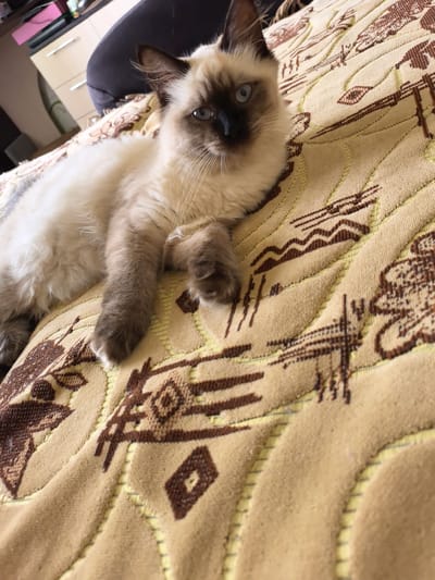 A fluffy, light-colored cat with dark points on its ears, face, and paws is lying on a patterned blanket. The blanket is a light tan color with a darker tan and brown geometric pattern. The cat is looking towards the camera with its blue eyes open. The cat's body is mostly obscured by its fur, but one paw is visible resting on the blanket. The background is blurred, but appears to be a room with furniture. The image is taken from a slightly elevated angle, looking down at the cat. The scene is likely indoors, possibly in a bedroom or living room. The image does not contain information to determine the location in the city of Veshenskaya, Russia.