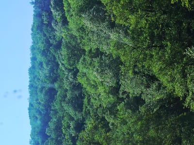The image displays a vibrant, densely forested hillside under a clear, bright blue sky. The lush green canopy of trees dominates the majority of the frame, stretching diagonally from the bottom right to the upper left. The foliage exhibits various shades of green, with some areas appearing brightly illuminated by sunlight, suggesting a sunny day, while others are in shadow, providing depth and texture to the forest.

The upper left portion of the image features a serene, cloudless blue sky, forming a stark contrast with the rich greens of the trees. There is no visible human activity, structures, or any discernible text within the image. The scene conveys a sense of natural tranquility and abundance. Based on the provided context, the location is Narechenski bani, Bulgaria, depicting a characteristic natural landscape of the region, likely a mountainous or hilly area. The time of day appears to be daytime, given the bright and clear weather conditions.