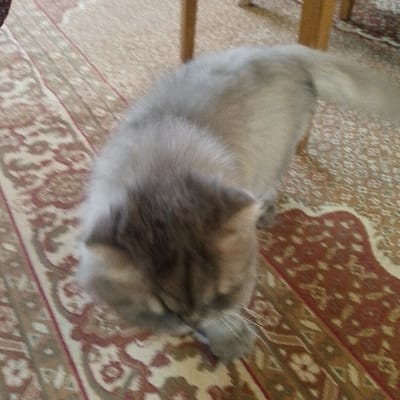 The scene is an interior view within a residential setting in Baghdad, Iraq. A domestic cat with medium-length, light gray and tan fur is positioned on a patterned oriental rug. The cat's head is lowered, directed towards the floor, with its white whiskers visible. The body of the cat extends diagonally across the frame from the upper left to the lower right. The rug features a repetitive design with cream, beige, and maroon elements. In the upper right background, two light-colored wooden furniture legs are visible, consistent with a chair or table.