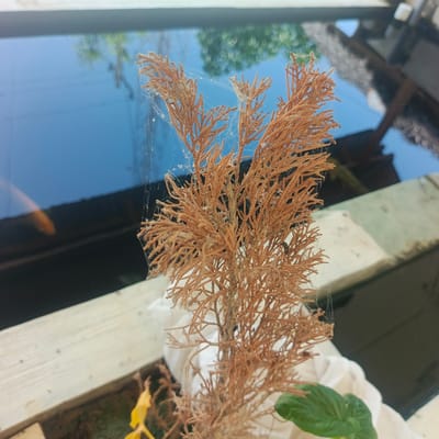 The image shows a dried brown sprig of foliage, possibly a cypress or cedar branch, covered in fine spiderwebs. The sprig is positioned in the foreground, close to the viewer. Behind it, a reflective surface, likely a window or glass pane, shows a blurry reflection of green trees and a dark roof structure. The background also includes a white wooden railing or ledge. The overall impression is of an outdoor scene, possibly a garden or yard, with the dried branch juxtaposed against the reflections of a vibrant environment. The location of Geulanggangbaro, Indonesia is not evident from the visual information in the image.