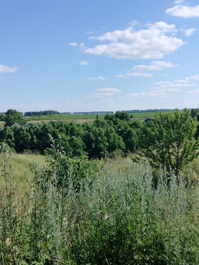 A bright, sunny day in a rural setting in Блохино, Russia. The image shows a lush, green landscape with rolling hills covered in trees and vegetation. In the foreground, there are tall, leafy plants and grasses. Behind them, a dense forest stretches across the middle ground, with a few houses partially visible amongst the trees. In the distance, a field of crops or pasture is visible, bordered by a line of trees. The sky is a clear blue with a few scattered white clouds, indicating fair weather. The overall mood is peaceful and serene, typical of a summer day in the countryside. There is no visible text in the image.