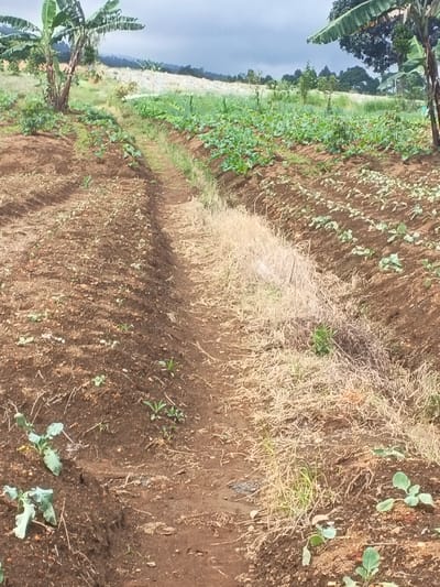 This image captures an agricultural field in Đăk La, Vietnam, under an overcast sky. The scene is dominated by dark brown, tilled soil arranged in multiple parallel rows across the foreground and midground. Young, green crops, consistent with brassicas like cabbage or broccoli, are visible growing in these rows. A narrow, worn dirt path or shallow trench traverses vertically through the center of the frame, separating the cultivated sections. This path contains patches of dry, light-brown grass and a small, partially obscured brown bird near the bottom right section of the path. Two banana trees are present: one situated on the left-center, and another on the right, displaying a cluster of green bananas. The background features undulating hills covered in lighter green vegetation, extending towards the horizon under a grey, cloudy sky. No human figures or active farming equipment are visible.