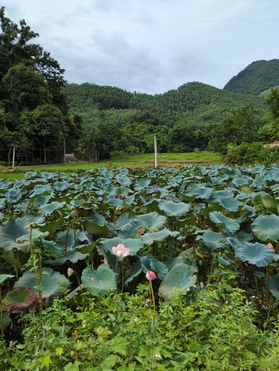 This image depicts a serene natural landscape in Sơn Dương Commune, Vietnam, featuring a lush lotus pond. The foreground is dominated by a dense growth of large, dark green lotus leaves, many of which are partially submerged in water, creating a textured carpet. Scattered amongst the leaves are a few delicate pink lotus blossoms, with one prominent flower in the lower right quadrant of the frame and another smaller one visible. Emerging from the pond are lotus seed pods, some appearing mature and brown, while others are still green and developing.

Beyond the pond, a vibrant green field stretches towards a backdrop of rolling hills densely covered in lush, verdant trees. The sky above is overcast with a layer of grey clouds, suggesting a diffused light condition typical of a humid, tropical environment. A few indistinct power lines are visible against the sky. The overall impression is one of natural beauty and tranquility, with the lotus pond being the central focal point, set against the imposing, tree-covered mountains. There are no people or animals visible in the frame.