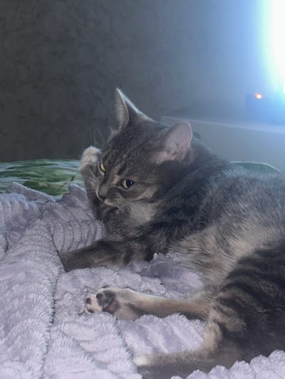 A grey tabby cat with yellow eyes rests on a soft, light purple blanket. The cat is positioned on its side, with its front paws tucked in and one paw raised to its face, as if grooming. The background is dark and out of focus, with a bright, blueish light source visible in the upper right corner, possibly from a screen or window. The overall scene suggests a relaxed, indoor setting. There is no indication of the location within Палыкавіцкі сельскі Савет, Belarus.