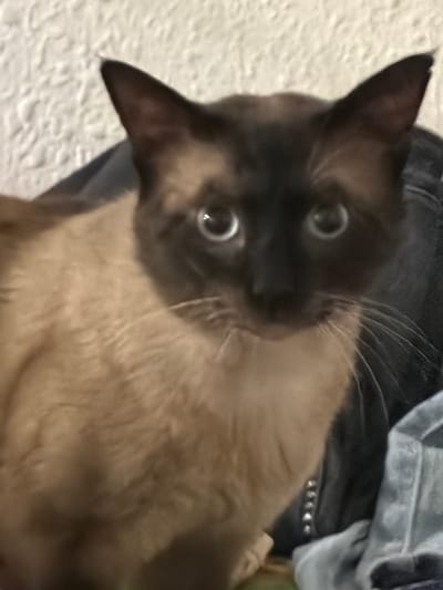 A close-up, low-angle, slightly blurry indoor photograph shows a Siamese cat looking directly at the camera. The cat has dark brown points on its ears, face, and paws, with a lighter tan body. Its eyes are light blue and appear wide. The background is a textured, light-colored wall on the left and dark, soft material, possibly furniture or clothing, on the right. The image does not contain any information about the city of Hostalric, Spain, or any other geographical or temporal details.