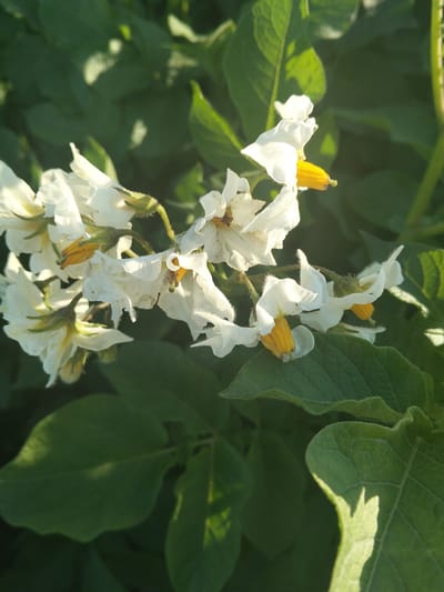 A close-up, eye-level shot captures a cluster of white potato flowers with yellow stamens, set against a backdrop of lush green leaves. The sunlight illuminates the delicate petals and casts soft shadows, creating a dappled effect on the foliage. The image appears to be taken outdoors, likely in a garden or field. The location is Terek-Suu, Kyrgyzstan.