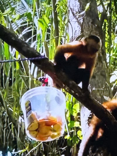 The image shows a brown monkey in a natural environment, possibly a jungle or forest. The monkey is perched on a tree branch, and in the foreground, there is a clear plastic container filled with pieces of fruit. The container is suspended by a purple string from the same branch. In the background, there are lush green leaves and trees. The lighting suggests it is daytime. There is no indication of the city of Springboro, United States of America in the image.