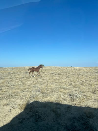 The image depicts a barren, dry landscape under a clear blue sky, with a young brown horse trotting across the foreground. The ground is covered in dry, sparse vegetation, suggesting an arid or semi-arid environment. In the distance, there are a few scattered bushes, and the horizon is flat and indistinct. The lower portion of the image shows a dark shadow, possibly cast by a vehicle or structure from which the photograph was taken. The scene appears to be in an open, undeveloped area, consistent with the outskirts or rural surroundings of a settlement like Karachagan, Kazakhstan, known for its steppe and semi-desert terrain.
