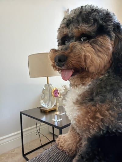 A medium-sized dog with curly brown and black fur is sitting in a room. The dog is looking towards the right of the frame with its tongue hanging out. In the background, there is a side table with a lamp and a decorative item with a pink gemstone. The room appears to be well-lit. The image was taken at the dog park in Pinecrest, United States of America.