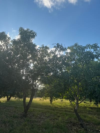 Several trees line a grassy field under a bright blue sky dotted with scattered white clouds. The trees are lush with green foliage, casting shadows across the sunlit grass. The scene evokes a sense of tranquility and natural beauty.