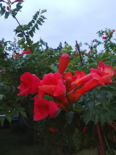 The image captures a cluster of vibrant red trumpet-shaped flowers in bloom. The flowers are predominantly in the foreground, with their tubular petals unfurling and clustered together. They are surrounded by lush green foliage, which creates a dense backdrop. The sky above is overcast and a pale blue-grey, suggesting it might be a cloudy day or dusk. In the background, hints of other red flowers can be seen scattered amongst the greenery, along with the dark silhouettes of trees and a dark shape that could be part of a vehicle. The scene appears to be outdoors, possibly in a garden or natural setting. The location is identified as Жалпақсай, Kazakhstan.