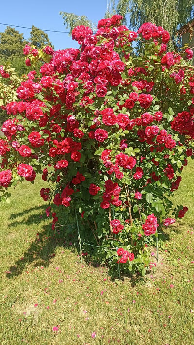 In Makariv, Ukraine, a vibrant bush of dark red roses stands tall on a lush green lawn under a clear blue sky. The roses, in full bloom, cascade from the branches, creating a dense and colorful display. Scattered petals litter the grass around the base of the bush, indicating recent blooming and shedding. The scene is bathed in bright sunlight, casting distinct shadows on the ground. The background reveals hints of trees and a building, suggesting a suburban or garden setting. There are no people or animals present. The overall impression is one of natural beauty and the peak of summer bloom.