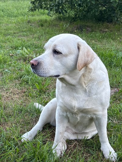 A white Labrador retriever dog sits on a patch of green grass in a grassy area, with a dense green bush forming the background. The dog is looking to its left, with its head turned slightly away from the camera. Its ears are relaxed, and its eyes are open. The dog's body is partially obscured by its legs. The lighting is natural, suggesting it is daytime. The setting appears to be outdoors, possibly a park or a backyard, located in Mazikino, Russia.