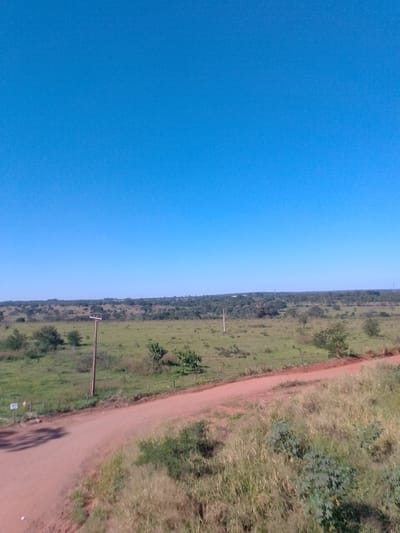 The image captures a rural landscape under a clear blue sky. In the foreground, a reddish-brown dirt road curves from the bottom left towards the right side of the frame. The road is bordered by dry, golden grasses and some green bushes. Beyond the road, a vast expanse of green grassland stretches out, dotted with scattered trees and shrubs. In the middle ground, a single wooden utility pole stands prominently in the grassy field, with thin wires extending from it. The background features a distant tree line with more foliage, and beyond that, a hazy horizon suggesting a settlement or more developed area. The overall scene is one of a quiet, undeveloped rural area, likely on the outskirts of Campo Grande, Brazil, characterized by open fields and a dirt road typical of the region's rural or semi-rural outskirts. There are no people or animals visible in the image.