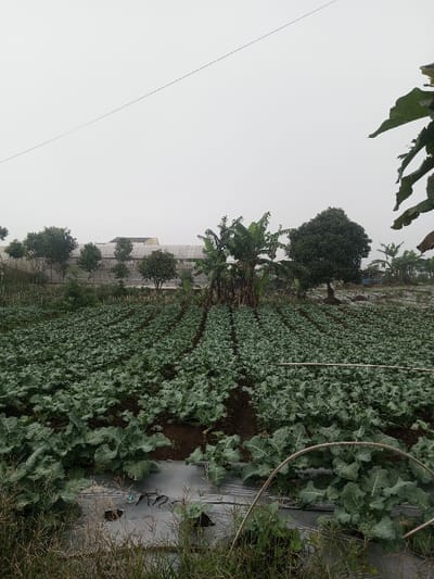 The image displays an agricultural field in Joshi Vihir, India, under a uniformly overcast, light gray sky. The foreground and midground are covered by numerous parallel rows of dense, leafy green plants, consistent with a Brassica crop like broccoli or cauliflower, exhibiting visible moisture. Dark soil is visible between the plant rows. In the lower foreground, black plastic mulch is present, with plants growing through cutouts. A curved, light-colored support structure is partially visible among the plants on the right. In the midground, a cluster of tall banana trees with large leaves stands prominently slightly left of center, flanked on the right by a large, dark green, broadleaf tree. The background features a line of smaller, rounded trees in front of multiple elongated, light-colored buildings with light-colored roofs, suggestive of greenhouses or agricultural facilities. A thin, dark utility line stretches horizontally across the upper third of the sky. No individuals, animals, or active interactions are visible in the scene.