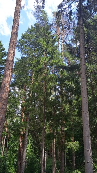 A view looking up through a dense forest of tall evergreen trees. The trees are a mix of dark green conifer species, with some appearing to be pine or spruce. The trunks are varied in thickness and texture, with some displaying rough, brown bark and others smoother, gray bark. Sunlight filters through the branches and foliage, creating dappled light on the forest floor, which is not fully visible. The sky, a bright blue with scattered white clouds, is visible in patches between the tree canopy. The image appears to be taken from a low angle, emphasizing the height of the trees. The forest suggests a natural, outdoor environment, typical of areas with abundant conifer growth. The location is identified as Сосны, Russia, indicating a Russian setting. No people or specific actions are depicted.