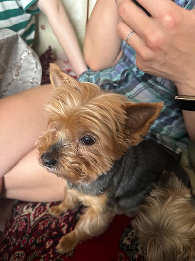 In the city of Сароцкі сельскі Савет, Belarus, a small Yorkshire Terrier dog is being held by a person. The dog is predominantly tan and black, with its fur styled in a slightly unkempt manner. It is looking off to the left of the frame with its dark eyes. The person holding the dog is wearing a blue and green plaid shirt. Their hand, adorned with a silver ring, is visible near the dog's head, suggesting a close interaction. The background consists of a blurred interior setting with hints of striped fabric and a patterned rug.