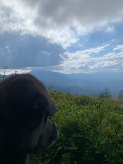The image depicts a mountainous landscape near Lazeshchyna, Ukraine, under a partially cloudy sky. In the foreground, on the left, the dark-furred head and upper body of a large dog, facing right and away from the viewer, are prominently featured. The dog is positioned among dense, green low-lying bushes that cover the midground. Several small, sparsely distributed conifer trees are visible among the bushes. Beyond the immediate terrain, successive layers of mountains recede into the distance, appearing progressively lighter blue due to atmospheric perspective. The sky occupies the upper portion of the frame, featuring heavy, dark grey clouds on the left transitioning to lighter clouds and patches of clear blue sky on the right. No human subjects are present. The scene is illuminated by ambient daylight, with some areas of the sky suggesting direct sunlight.