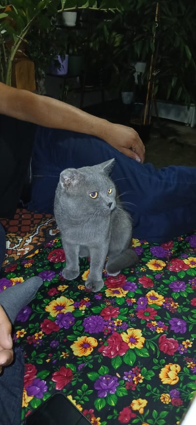 In Charshanba, Uzbekistan, a medium shot captures a grey cat with bright yellow eyes sitting on a colorful floral-patterned fabric. The cat is positioned centrally, facing to the right and slightly upwards, with its body angled. The fabric it rests on is dark with a dense pattern of red, purple, yellow, and orange flowers and green leaves. To the left of the cat, a person's arm, clad in a blue garment, is visible, with their hand resting near the cat. In the background, out of focus, are several potted plants and dimly lit greenery, suggesting an outdoor or semi-outdoor setting at dusk or night. The overall scene is intimate and domestic.
