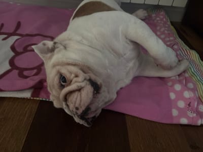 A white bulldog with brown markings lies on a pink blanket with white polka dots. The blanket also has a Hello Kitty design. The dog's head is positioned towards the lower left of the frame, with its body extending towards the upper right. The background includes a light-colored wall or radiator and dark flooring. No people are visible. There is no evidence to suggest the location is in the city of San Carlos, Argentina.