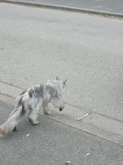 The image, captured from an overhead perspective, features a long-haired cat walking on a paved outdoor surface. The cat, exhibiting a distinctive grey and white striped (silver tabby) pattern on its fur, appears to be a Maine Coon or similar breed, identifiable by its substantial size and bushy tail. It is seen from behind, moving towards the right side of the frame, with its body angled in mid-stride.
The setting is a grey asphalt surface, possibly a road or pathway, with a visible grainy texture. A raised curbstone runs diagonally across the frame, dividing the primary asphalt area from another paved section on the left. Along the base of this curb, a few small green sprouts are visible. The ground is littered with some small debris and scattered white marks, possibly bird droppings.
The lighting is bright and even, suggesting daytime, likely under an overcast sky as there are no distinct shadows. There is no visible text or human presence. The scene depicts a calm, ordinary moment of a cat outdoors in Willaston, United Kingdom.