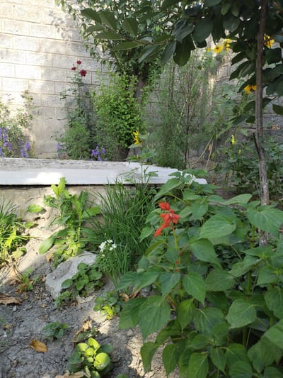 The image depicts a small, overgrown garden area with a grey cinder block wall as the background. In the foreground, a cluster of green plants with broad leaves dominates the right side. To the left of these plants, a single red flower with a distinctive shape is visible, possibly a Salvia. Further back, a concrete structure, possibly a raised garden bed or a low wall, runs horizontally across the mid-ground. Behind this structure, various plants are growing, including some with small purple flowers and tall, slender green stalks. A few yellow flowers, possibly sunflowers, are also visible peeking through the foliage. The ground appears to be a mix of soil and dry leaves. The overall impression is one of a somewhat neglected but vibrant garden space. The location is identified as a garden in Ikkiaul, Uzbekistan. There are no people or animals visible in the image.