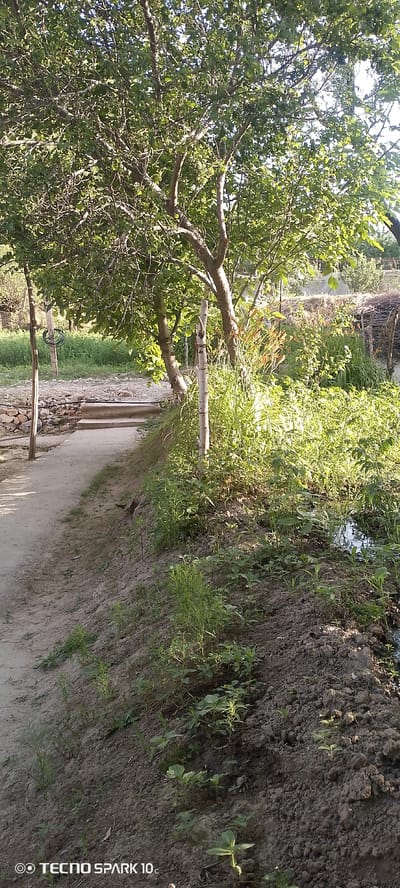 The image depicts a sun-drenched outdoor scene with a path leading into a garden. The path, made of light-colored dirt or gravel, curves to the right. On the left side of the path, a low stone wall is visible, partially covered by greenery. Further up the path, there are a few concrete steps. A young tree with thin branches and green leaves stands prominently in the mid-ground, casting shadows on the path. To the right of the path, the ground slopes upwards, covered in dark soil and various small green plants. In the background, more trees and lush vegetation can be seen, suggesting a rural or semi-rural setting. The lighting indicates it is daytime, possibly late afternoon due to the warm tones and long shadows. A small puddle of water reflects the light on the far right. The TECNO SPARK 10c watermark is present in the bottom left corner. The scene does not contain any people or animals.