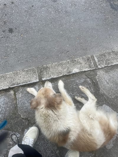 A medium-sized dog with light brown and white fur is lying on its back on a cobblestone surface next to a grey asphalt road. The dog's paws are extended upwards. In the lower left corner of the image, a white sneaker is visible, along with a portion of black and white pants and a dark blue object. The scene appears to be outdoors, likely on a street or sidewalk.
