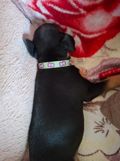 A small, black puppy with tan legs is lying on a pink blanket. The puppy is wearing a light green collar with pink bone designs. The background features a red and white blanket and a brown blanket. The location and specific details about the city of Tarnak, Bulgaria, are not discernible from the image.