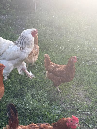 A flock of chickens is gathered in a grassy outdoor area. A large white rooster with a fluffy mane stands prominently on the left, with its legs and feet visible. Behind it, a brown hen is partially obscured. To the right of the rooster, another brown hen stands facing the viewer. In the foreground, parts of several other brown chickens are visible, including their heads and tails. The ground is covered in green grass and some patches of dirt. The background is blurred with foliage and a hazy, sunlit effect. The scene is set in Sovkhoza "Razdol'e", Russia.