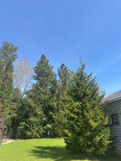 The image depicts a scene in Areyskoye, Russia, featuring a clear blue sky partially obscured by tall, evergreen trees. Below the trees, a portion of a building with light-colored siding and a dark roof is visible. To the left, a green lawn extends toward a wooden fence, with additional trees in the background. No people are visible in the image.