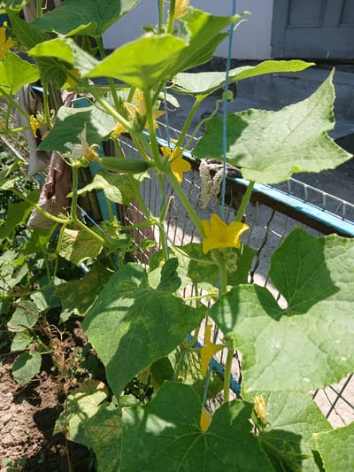 The image shows a close-up view of a cucumber plant growing on a trellis in an outdoor setting. Several vibrant green leaves dominate the frame, with sunlight casting distinct shadows. Yellow cucumber flowers are visible, some fully bloomed and others in bud. A small, developing cucumber fruit can be seen near one of the flowers. The plant is supported by a blue string and a metal fence with a blue painted railing. In the background, a gray building with a door and a concrete surface are visible. The ground beneath the plant is covered with soil and some dried plant matter. The scene appears to be a garden or a backyard in Gulistan, Uzbekistan. There are no people present in the image.